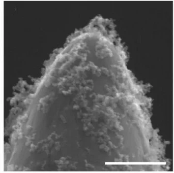 Open access visualization of Microscopy, SEM, Platinum/HSC Aggregates, Tungsten Probe