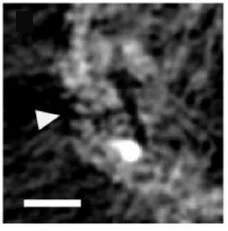Open access visualization of Microscopy, HR-TEM, Tomograms, HSC Shells