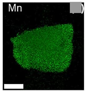 Open access visualization of Microscopy, Manganese, LMTOF1244-800