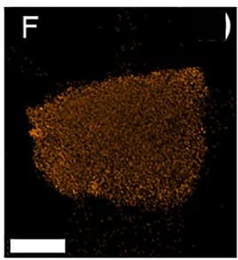 Open access visualization of Microscopy, Fluorine, LMTOF1244-800