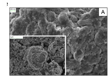 Open access visualization of Microscopy, SEM Micrographs, NCM111 Electrodes, Electrolyte, 5F-TPrP