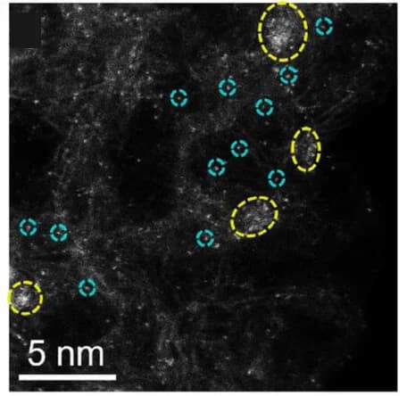 Open access visualization of Microscopy, AC-HAADF-STEM Image, Co50%Fe50%-NC