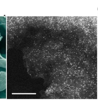 Open access visualization of Microscopy, HAADF-STEM, Images, A-Ni-NG