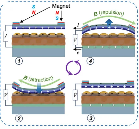 Open access visualization of Workflow, Illustration, Energy Harvesting, Magnetic Fields, Magneto-deformation