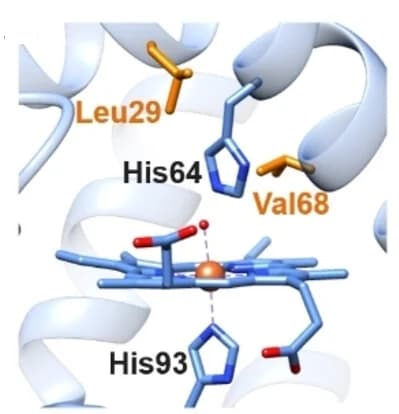 Open access visualization of Protein Structure, Chemical Structure, Crystal Structure, Active Site, Mutants