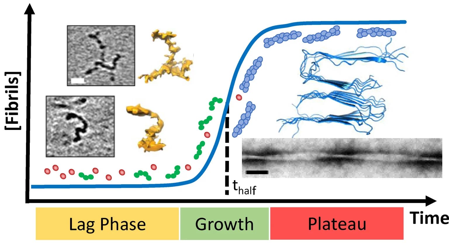 Open access visualization of Line Plot, Microscopy, Illustration, Fibril Growth Curve, Oligomers