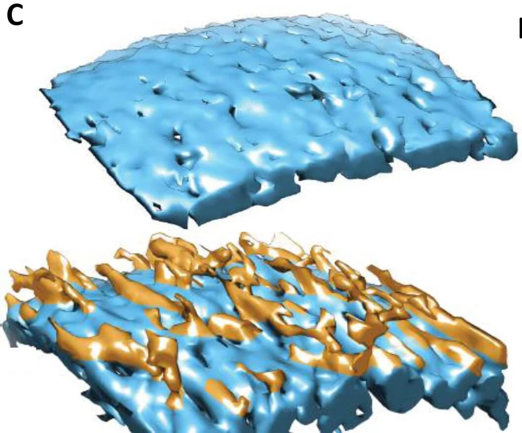 Open access visualization of 3D Plot, 3D Rendered Surface, Lipid Bilayer, A Oligomers, A Protofibrils