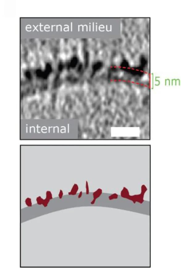 Open access visualization of Microscopy, Illustration, Density, A Oligomer, Membrane