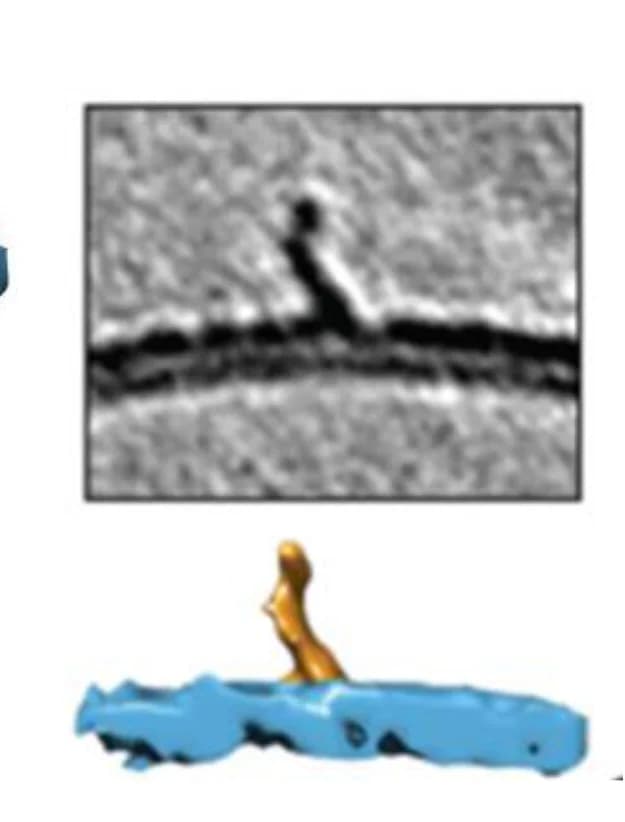Open access visualization of Microscopy, 3D Plot, 3D Rendered Surface, Curvilinear Protofibrils, Membrane