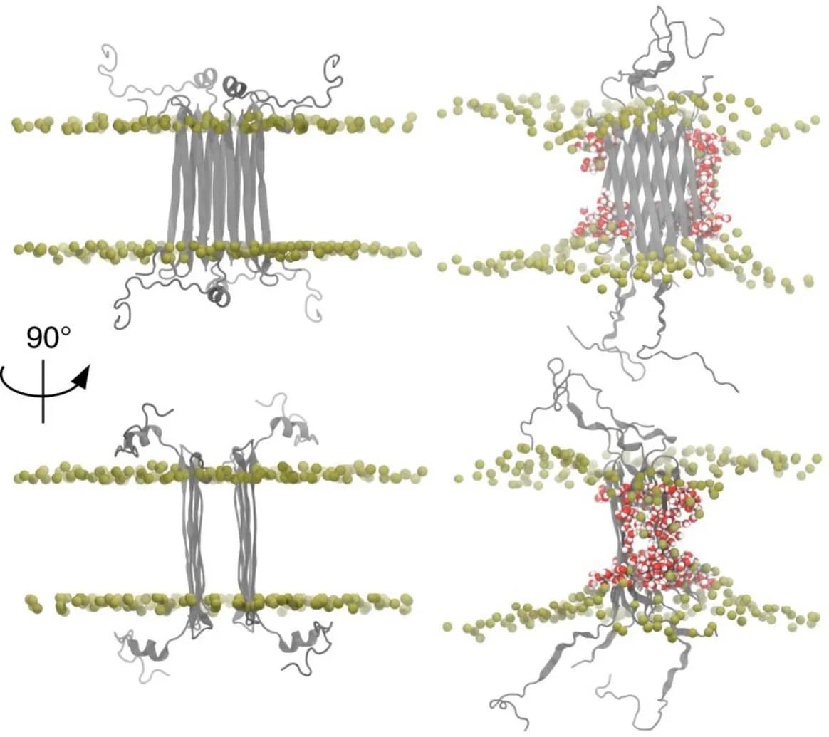 Open access visualization of Protein Structure, Chemical Structure, Aβ42 Octamers, Lipid Environment, NMR