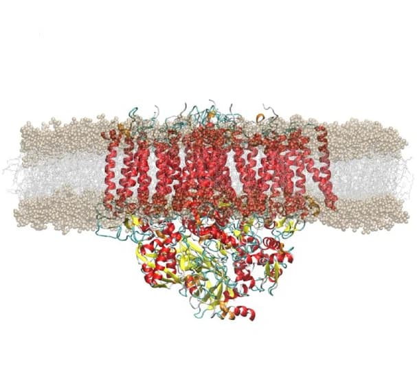 Open access visualization of Protein Structure, Chemical Structure, Lipid Bilayer, PSII Monomer, Molecular Dynamics Simulations