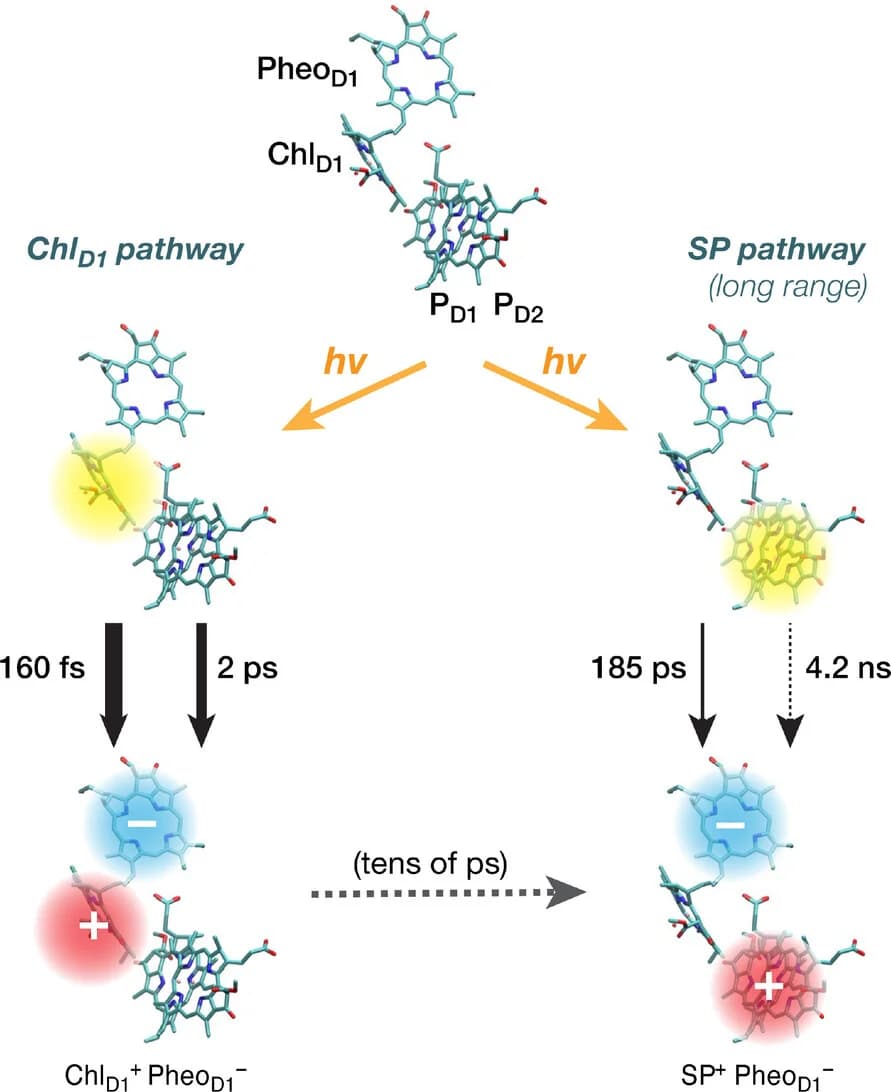 Open access visualization of Workflow, Flowchart, Chemical Structure, Charge Separation, Electron Transfer