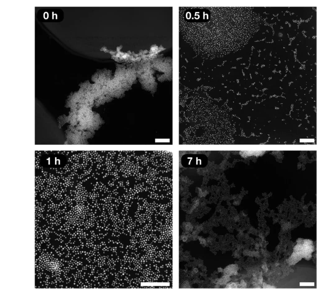 Open access visualization of Microscopy, HAADF STEM images, Dried samples, Transient dispersion-aggregation, Aggregated states