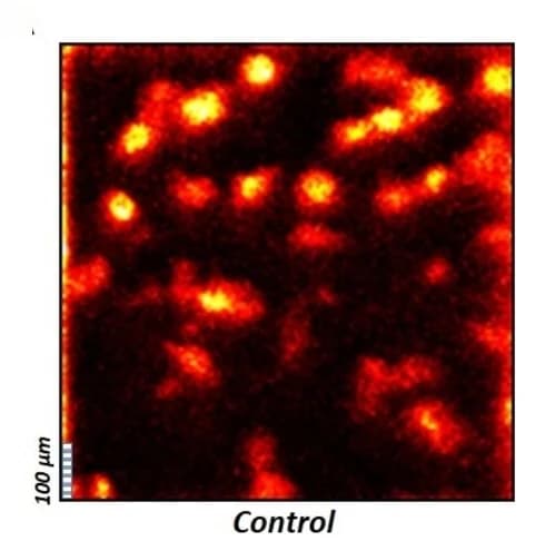 Open access visualization of Microscopy, ToF-SIMS, Control Cells