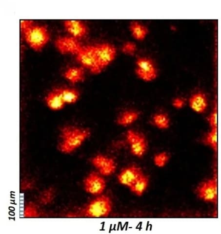 Open access visualization of Microscopy, ToF-SIMS, Treated Cells, PI (38:4)