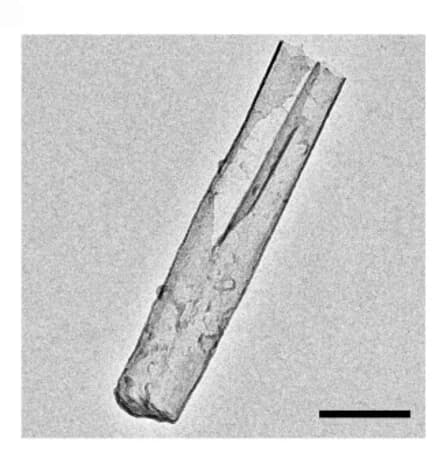 Open access visualization of Microscopy, TEM Image, Fe3+-NZ Tube