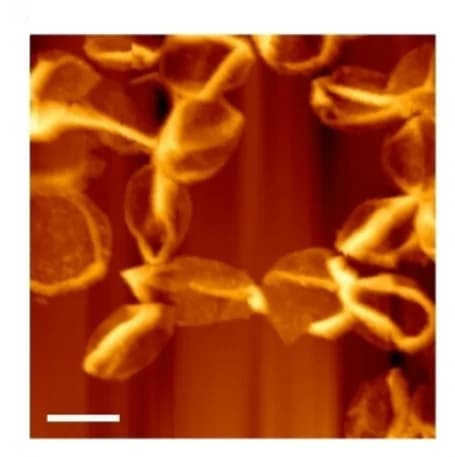 Open access visualization of Microscopy, AFM Image, Fe3+-NZ Capsules