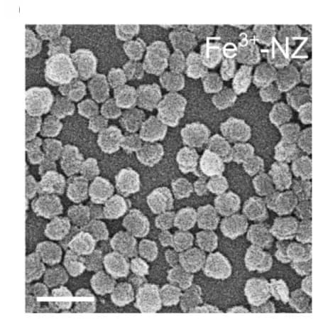 Open access visualization of Microscopy, AFM Image, Fe3+-NZ Film, Quartz Slide
