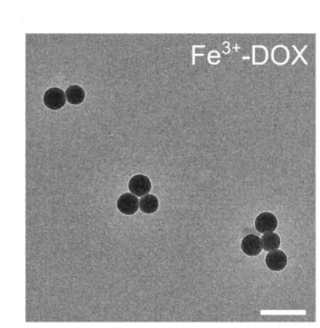 Open access visualization of Microscopy, TEM Images, MQN Particles, Quinones