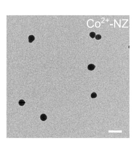 Open access visualization of Microscopy, TEM Images, MQN Particles, Metal Ions
