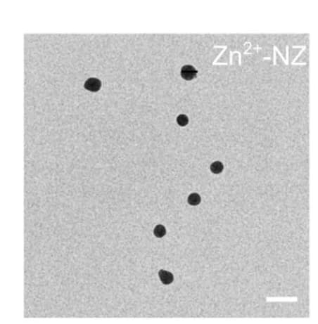 Open access visualization of Microscopy, TEM Images, MQN Particles, Metal Ions