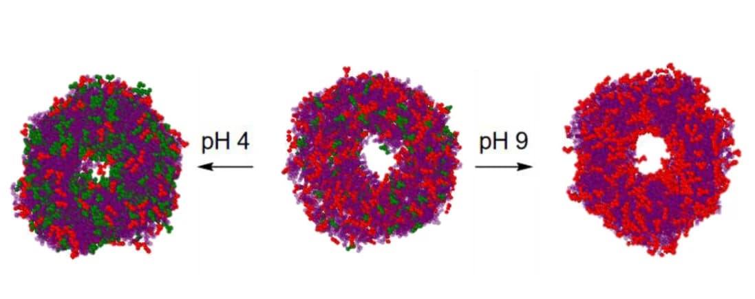Open access visualization of Protein Structure, Chemical Structure, Hollow cylinders, CpHMD, Carboxylate Groups