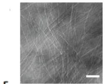 Open access visualization of Microscopy, Transmission electron micrographs, YFD, Nanofibers
