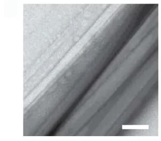 Open access visualization of Microscopy, Preferred conformation, Peptide simulations, YFD