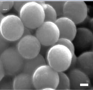 Open access visualization of Microscopy, SEM image, RF-DHAQ-2