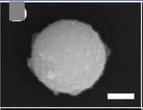 Open access visualization of Microscopy, SEM image, RF-DHAQ-2