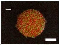 Open access visualization of Microscopy, EDS elemental mapping, RF-DHAQ-2, Carbon