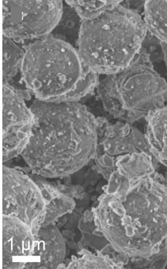 Open access visualization of Microscopy, Scanning Electron Micrographs, CAU-55-I