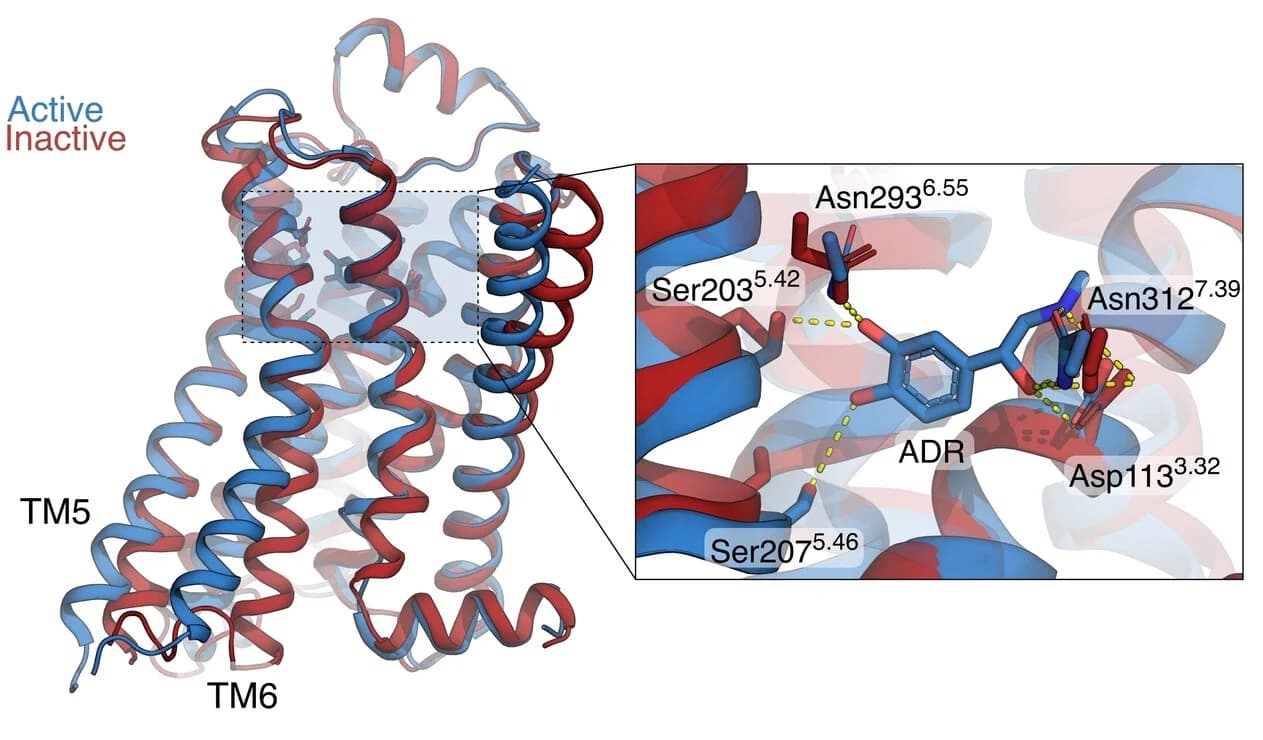 Open access visualization of Protein Structure, Active receptor, Inactive receptor, Adrenaline, Hydrogen bonds