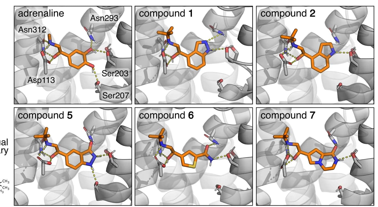 Open access visualization of Protein Structure, Chemical Structure, Binding Modes, Compounds, MD Simulation