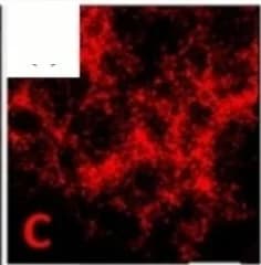 Open access visualization of Microscopy, HAADF-STEM, Elemental Distribution, M-SAs/NSC, Carbon