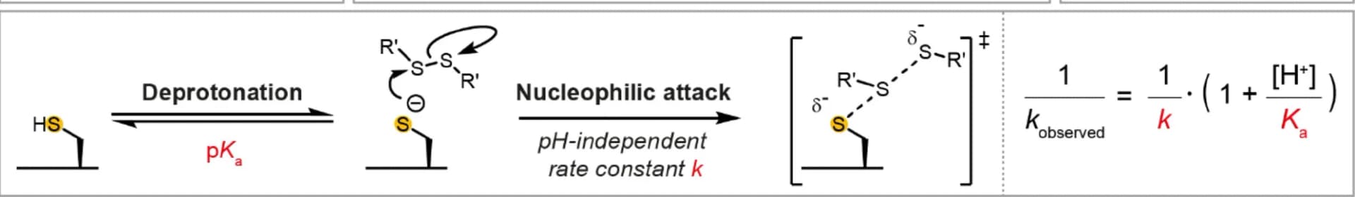 Open access visualization of Workflow, Chemical Structure, Thiol-disulfide interchange, Thiol deprotonation, Nucleophilic attack