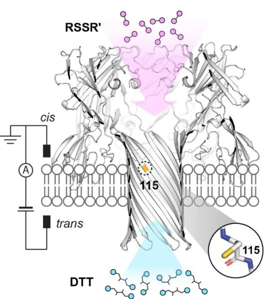 Open access visualization of Chemical Structure, Illustration, Lipid Bilayer, Cysteine Residue, DTT