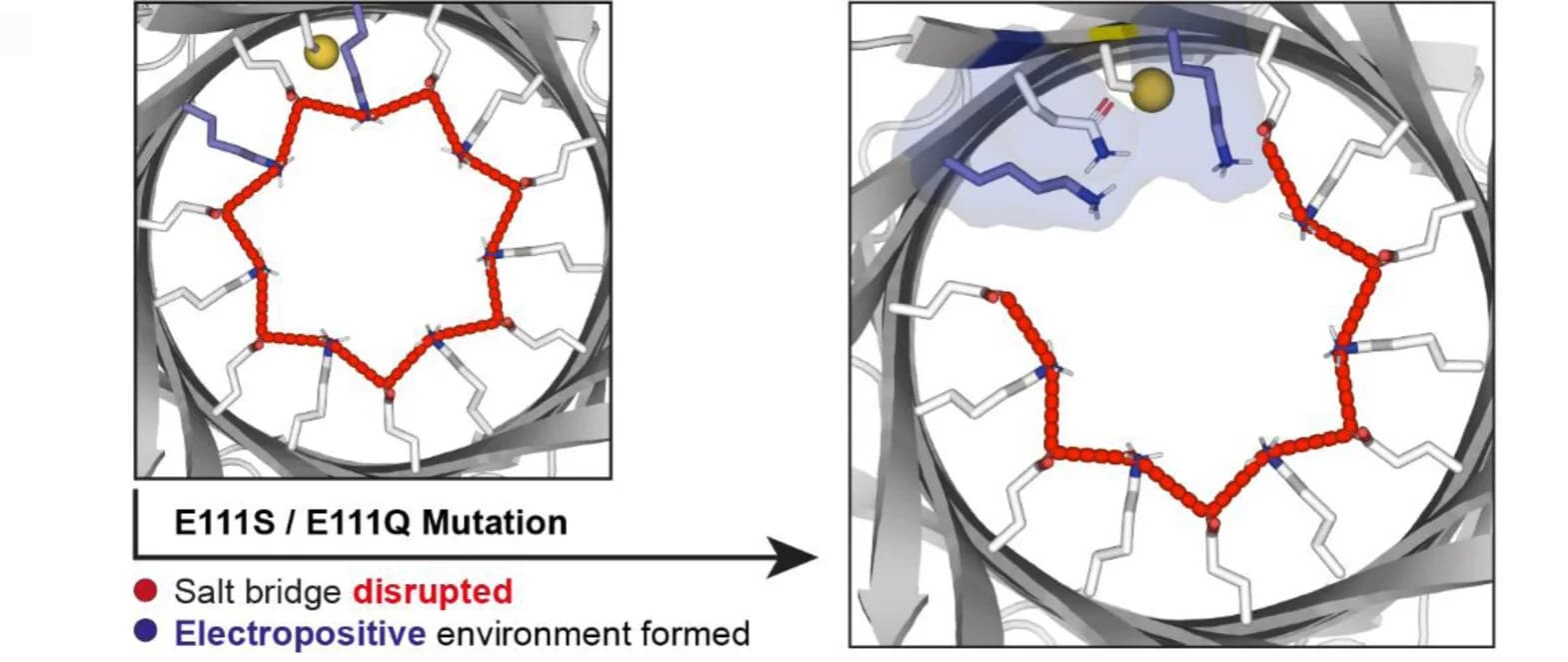 Open access visualization of Protein Structure, Chemical Structure, Mutations, Salt Bridges, Lysine Residues