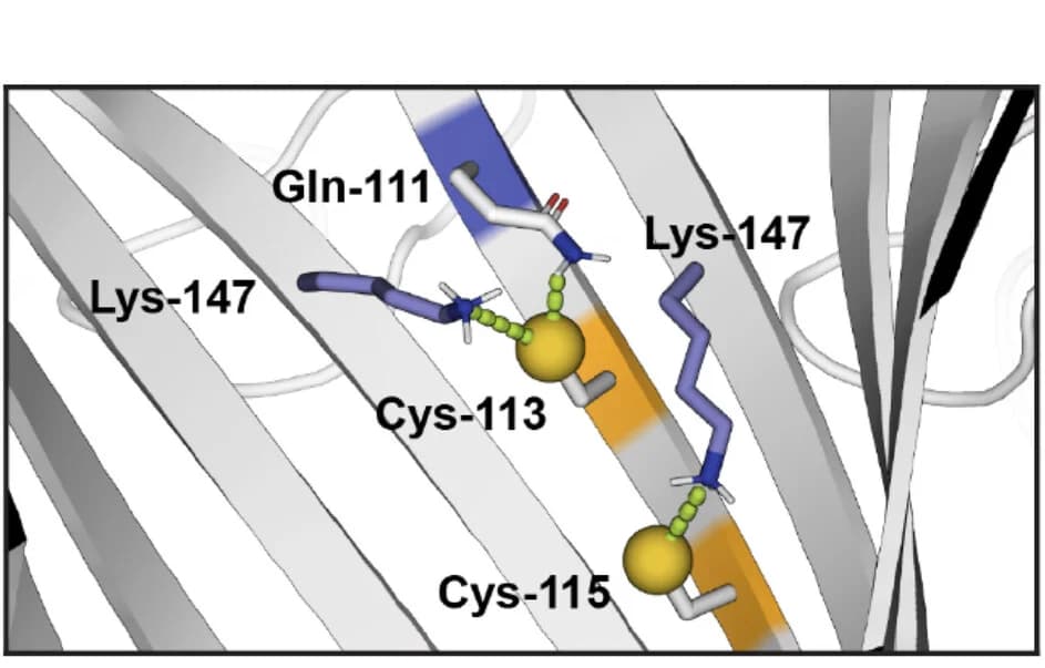 Open access visualization of Protein Structure, Cys-115, Thiol, Lys-147, Subunit