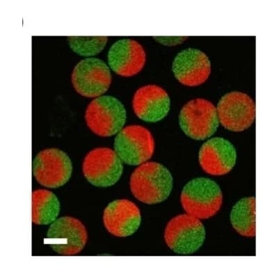 Open access visualization of Microscopy, Hydrogel Microspheres, Alginate, FITC, RITC