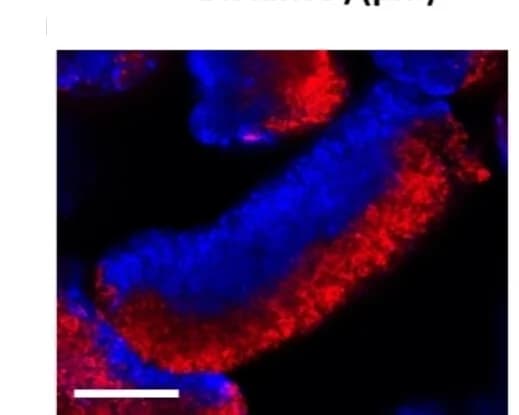 Open access visualization of Microscopy, Rod Shaped Hydrogels, Colloidosomes, RITC, GOx