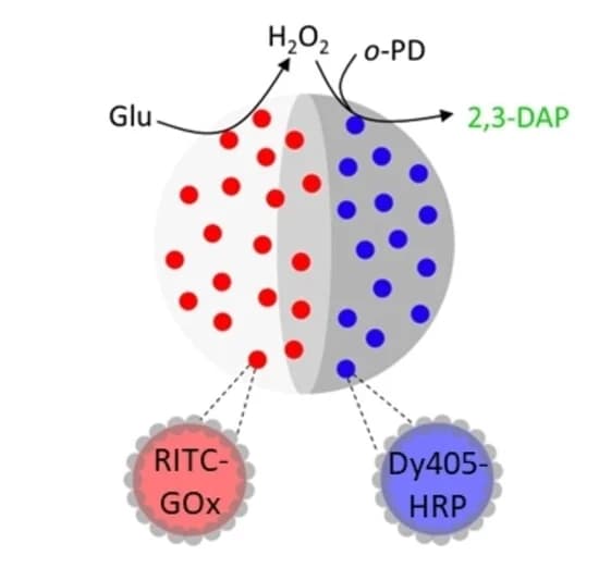 Open access visualization of Illustration, Workflow, GOx/HRP enzyme cascade, Colloidosomes, Alginate hydrogel microsphere