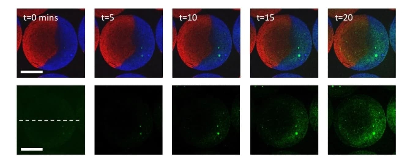 Open access visualization of Microscopy, Hydrogel microsphere, Colloidosomes, GOx, HRP