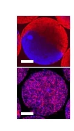 Open access visualization of Microscopy, Hydrogel microspheres, GOx, HRP, Colloidosomes