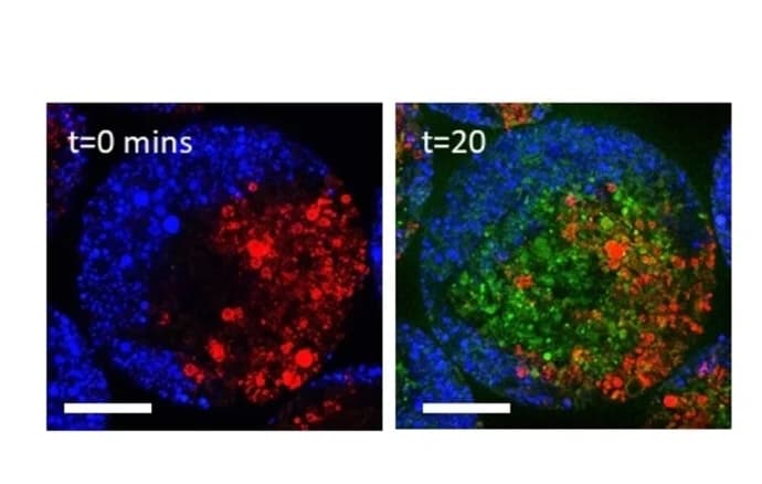 Open access visualization of Microscopy, Hydrogel microsphere, Colloidosomes, Invertase, GOx