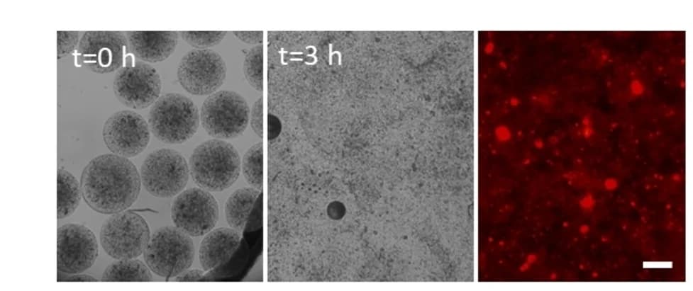 Open access visualization of Microscopy, Photo, Bright field images, Alginate hydrogel, Microspheres
