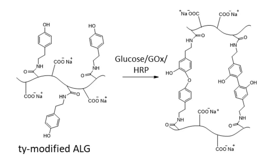 Open access visualization of Chemical Structure, Workflow, Covalent crosslinking, Tyramine, Alginate