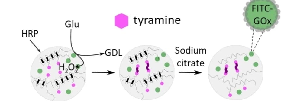 Open access visualization of Workflow, Illustration, Ionic crosslinking, Covalent crosslinking, Alginate hydrogel