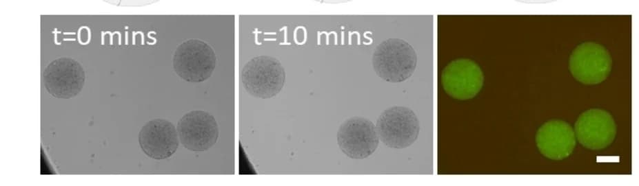 Open access visualization of Microscopy, Bright field images, Alginate hydrogel, Microspheres, Colloidosomes