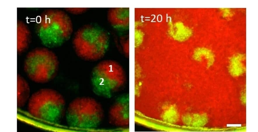 Open access visualization of Microscopy, CLSM Images, Hydrogel Microspheres, Urease, GOx